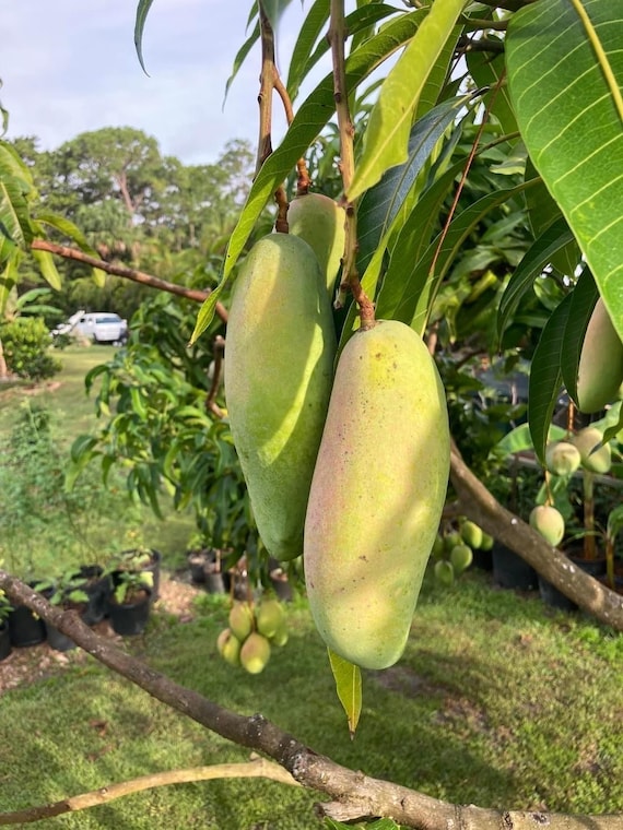 Mahachanook/ Maha Rainbow THAI Mango Tree