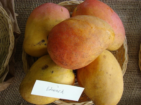 EDWARD Mango Tree