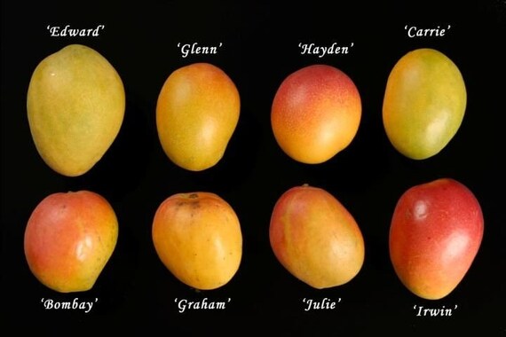 EDWARD Mango Tree