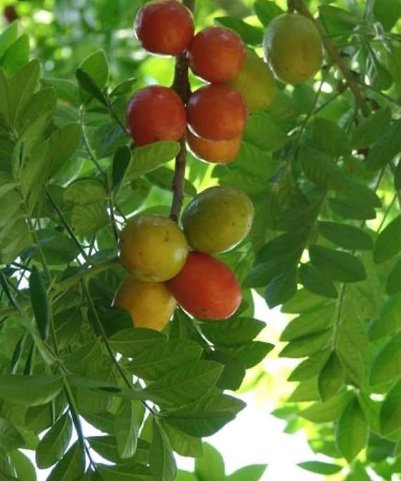 RED HOG PLUM/Spainish Plum/Red Mombin/Purple Mombin/Jocote Rojo/Ciruela Tree