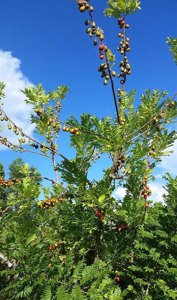 RED HOG PLUM/Spainish Plum/Red Mombin/Purple Mombin/Jocote Rojo/Ciruela Tree