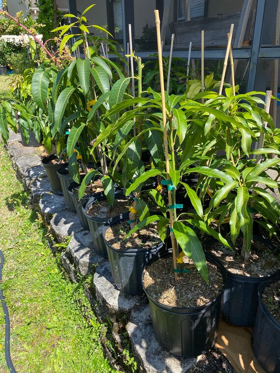 ICE CREAM DWARF Mango Tree