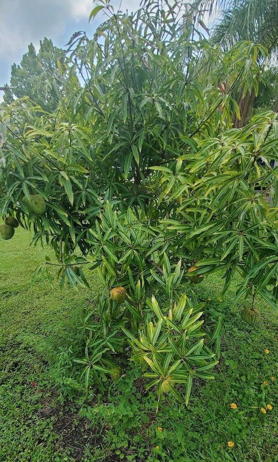 ICE CREAM DWARF Mango Tree