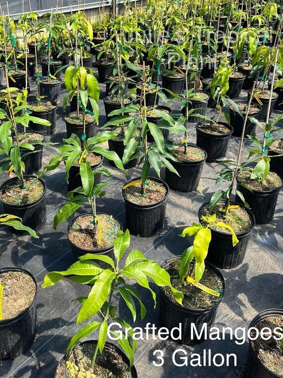 ICE CREAM DWARF Mango Tree