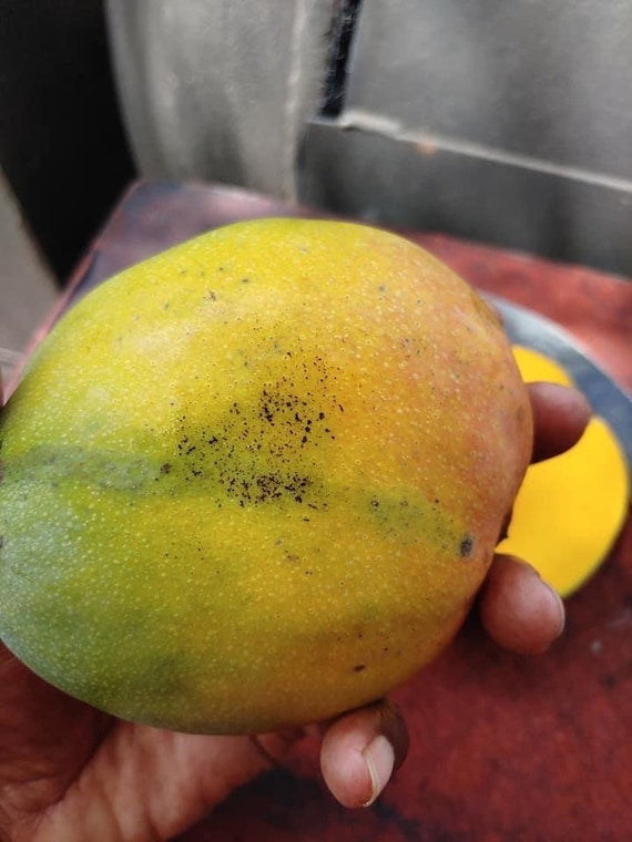 ORANGE ESSENCE Mango Tree