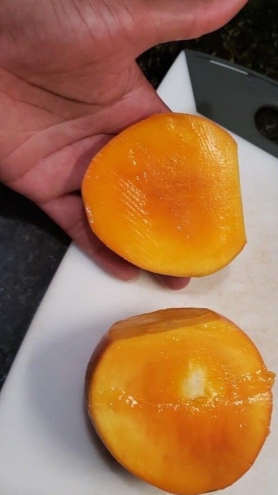 ORANGE ESSENCE Mango Tree