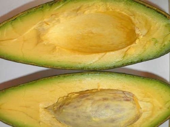 NISHIKAWA Avocado Tree