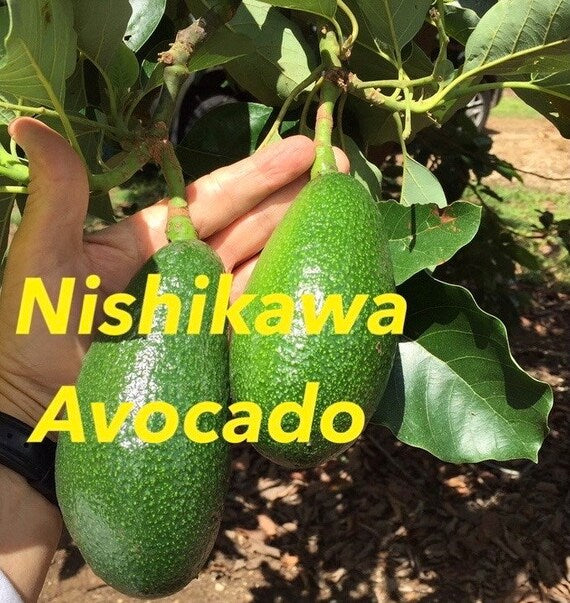 NISHIKAWA Avocado Tree