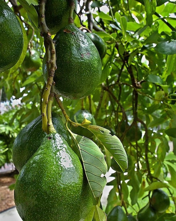CHOQUETTE Avocado Tree