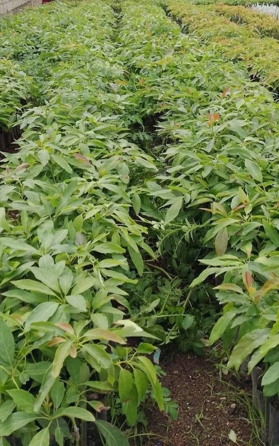 NISHIKAWA Avocado Tree