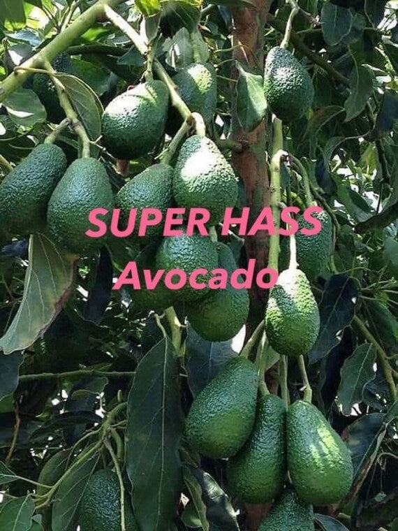 Dwarf SUPER HASS Avocado Tree