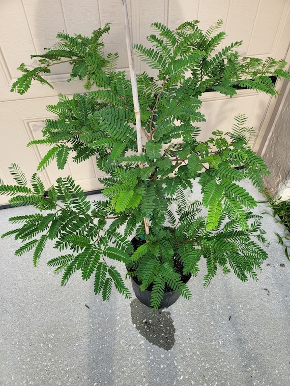 SOUR TAMARIND Tree. (Tamarindus indica)