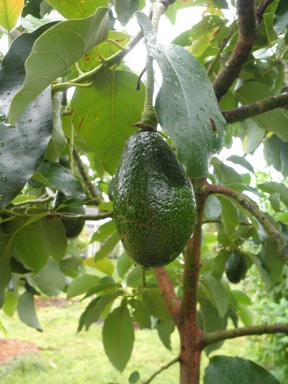 NISHIKAWA Avocado Tree