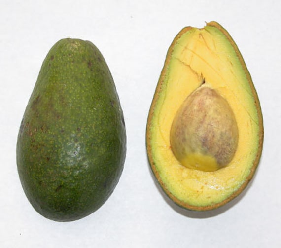 NISHIKAWA Avocado Tree