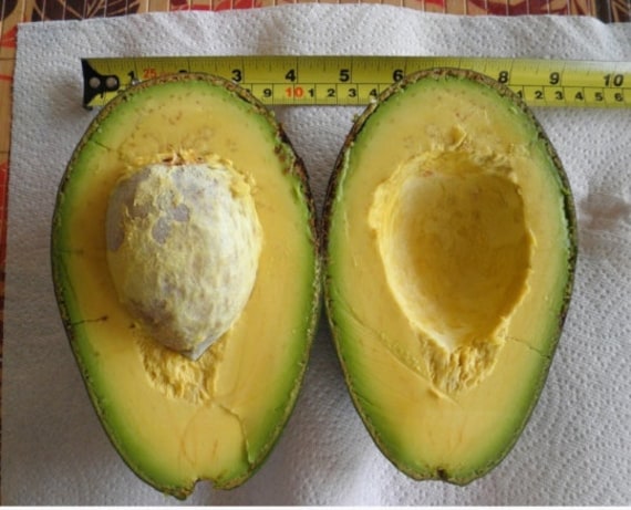 NISHIKAWA Avocado Tree