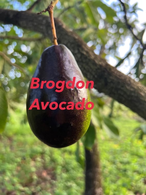 BROGDON Avocado Fruit Tree
