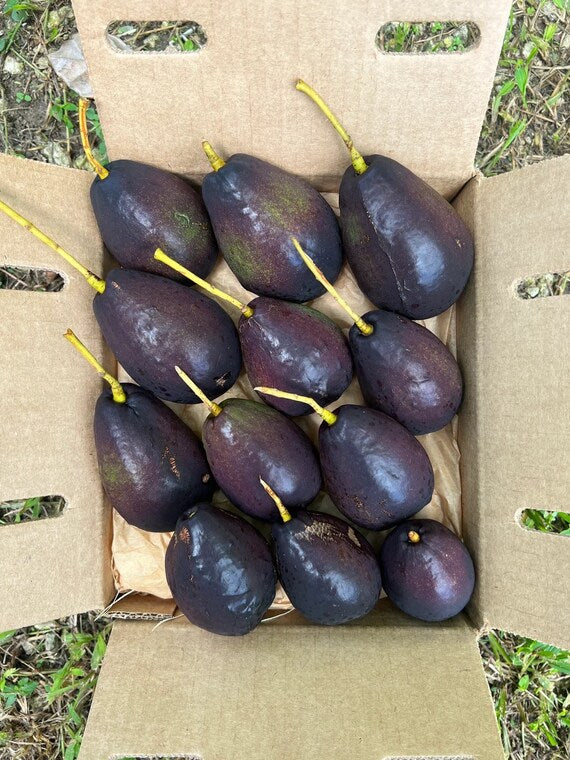 BROGDON Avocado Fruit Tree
