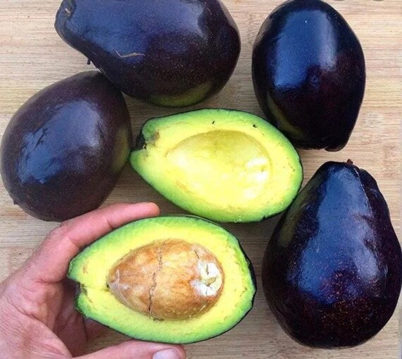 BROGDON Avocado Fruit Tree