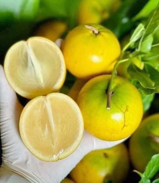 ABIU TREE/ Yellow Caimito Milk Fruit/ Pouteria caimito/ Vu Sua Hoang Kim