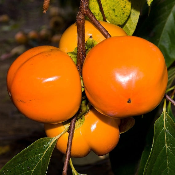 HANA FUYU PERSIMMON