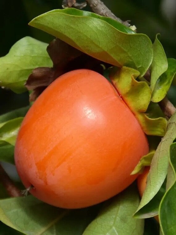 HANA FUYU PERSIMMON