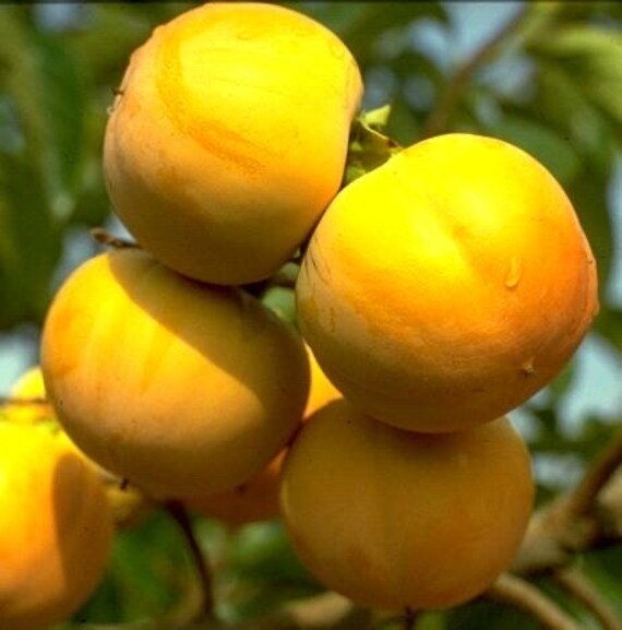HANA FUYU PERSIMMON