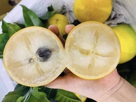 ABIU TREE/ Yellow Caimito Milk Fruit/ Pouteria caimito/ Vu Sua Hoang Kim