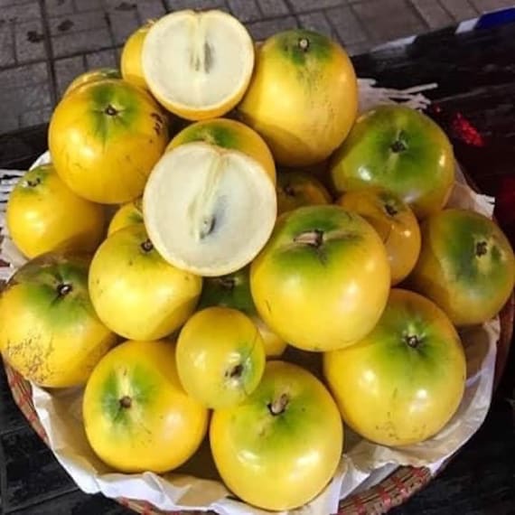 ABIU TREE/ Yellow Caimito Milk Fruit/ Pouteria caimito/ Vu Sua Hoang Kim