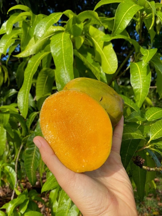 JULIE Mango Tree