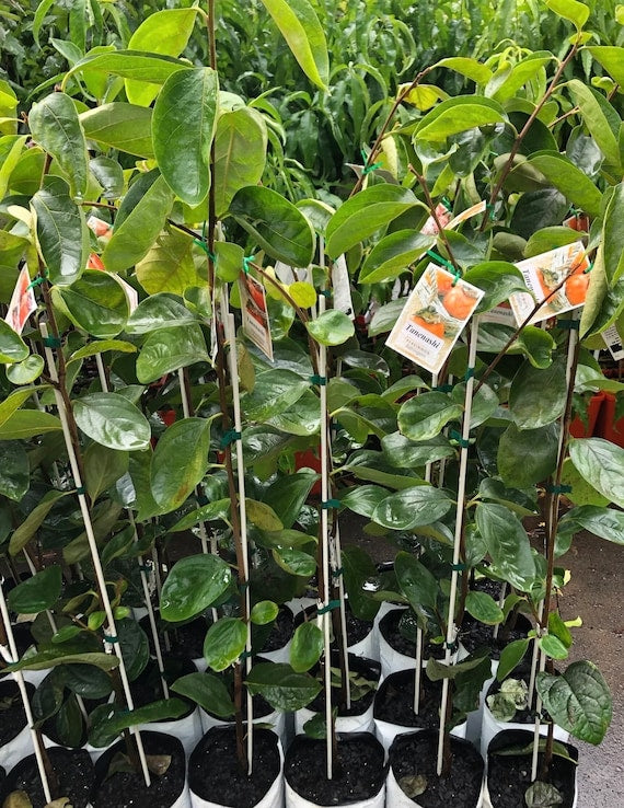 TANENASHI PERSIMMON