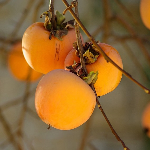 HANA FUYU PERSIMMON