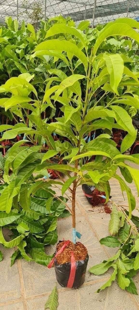 ABIU TREE/ Yellow Caimito Milk Fruit/ Pouteria caimito/ Vu Sua Hoang Kim