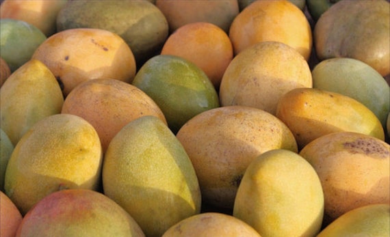 JULIE Mango Tree