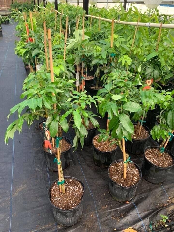 MAURITIUS LYCHEE/ LITCHI Tree