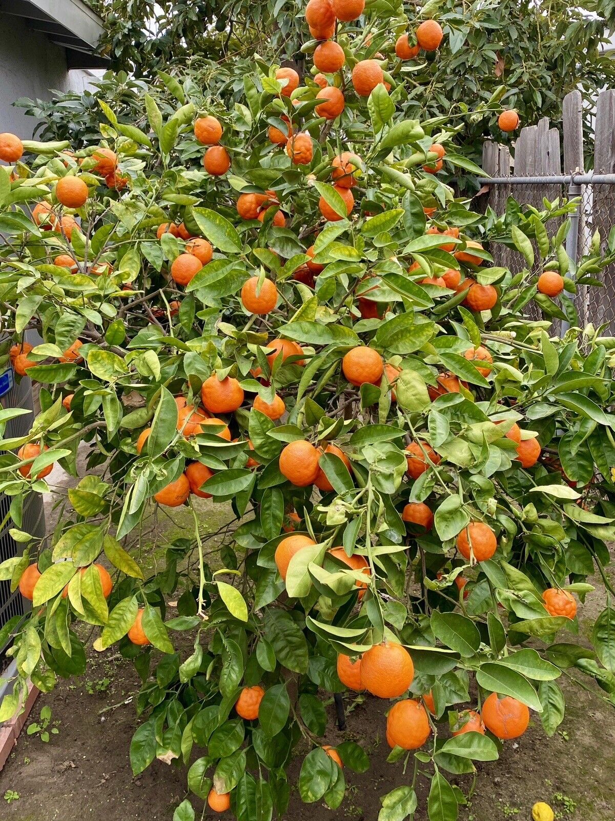 HONEYBELL TANGELO Sweet Seedless Mandarin