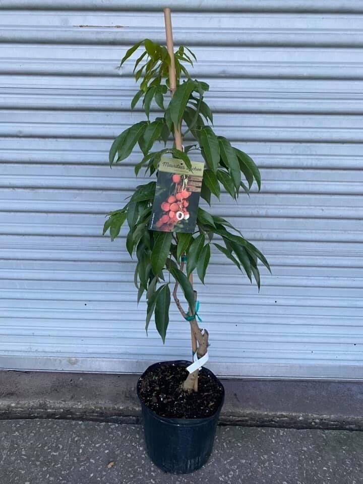 MAURITIUS LYCHEE/ LITCHI Tree
