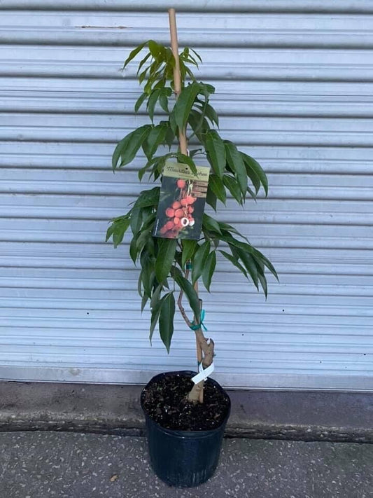 MAURITIUS LYCHEE/ LITCHI Tree