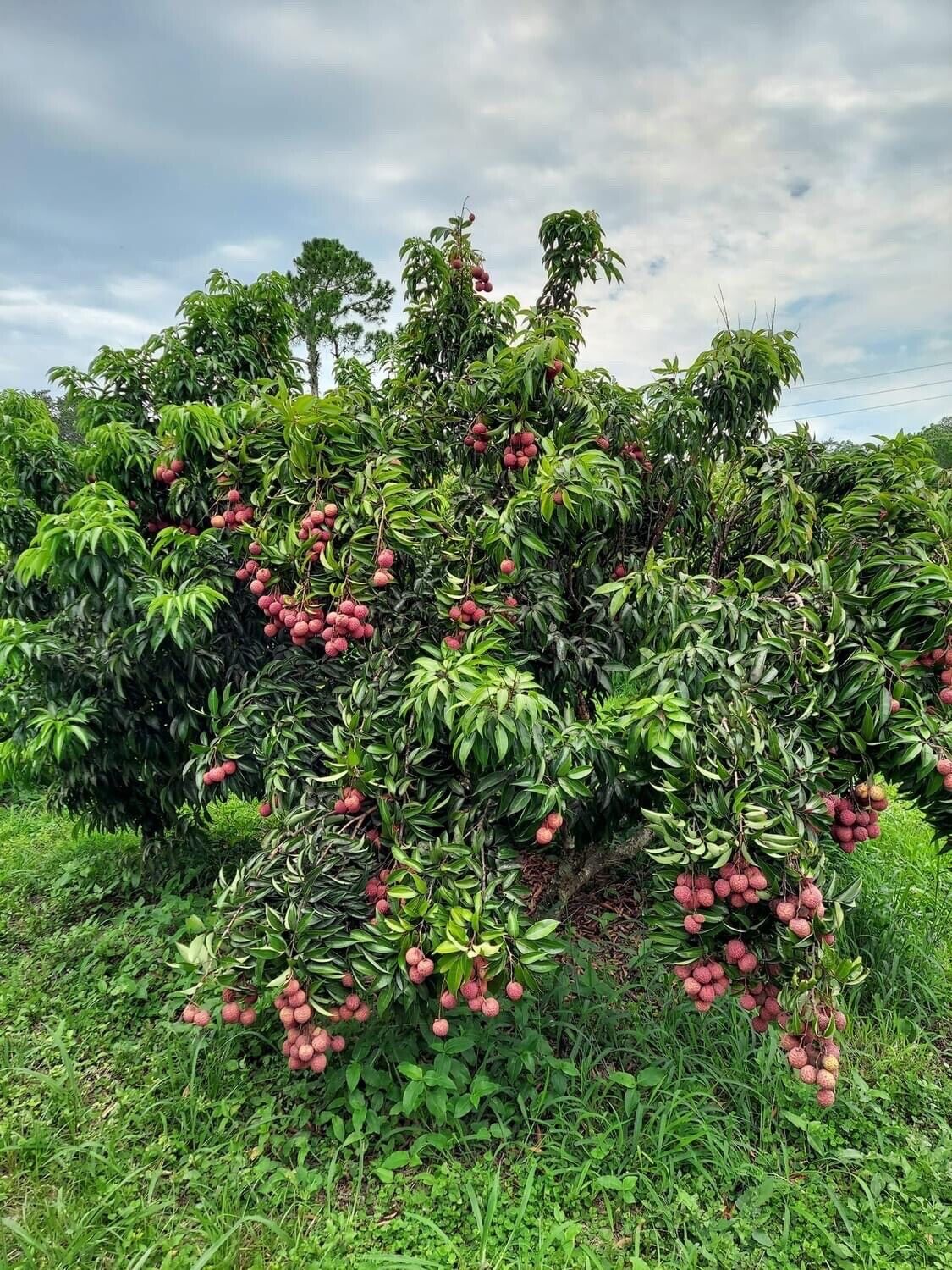 MAURITIUS LYCHEE/ LITCHI Tree
