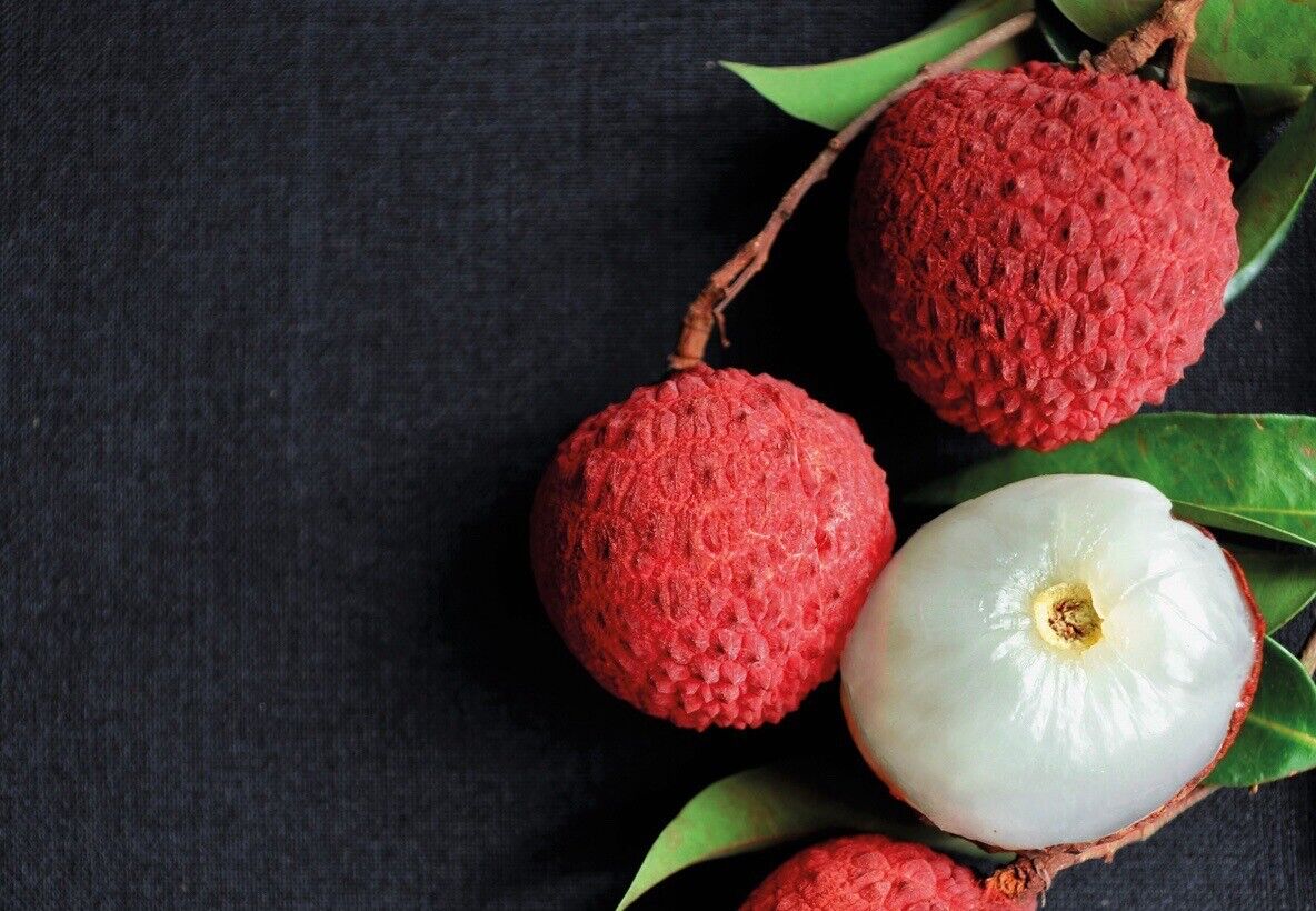 MAURITIUS LYCHEE/ LITCHI Tree