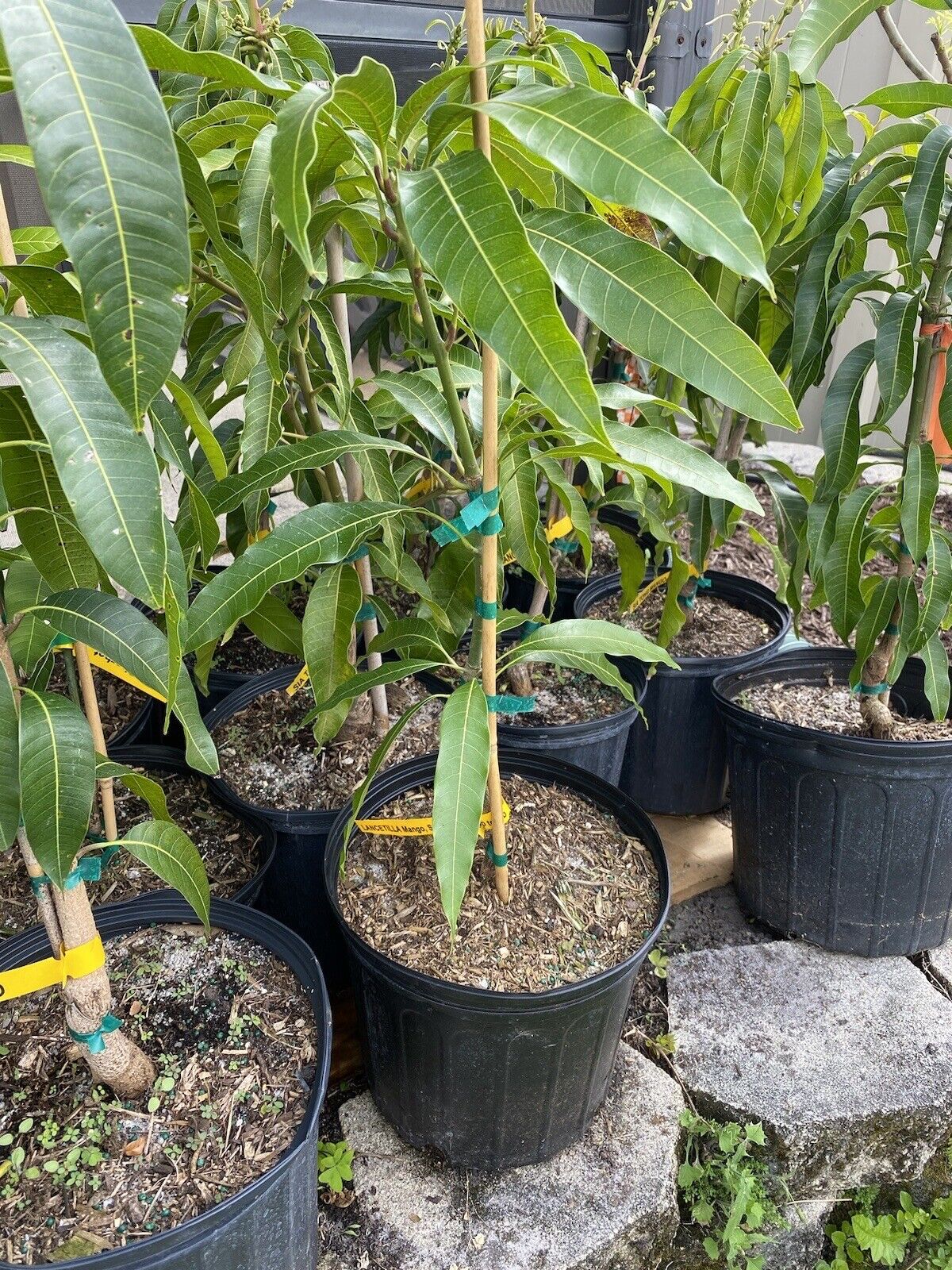 PINA COLADA Dwarf Mango Tree