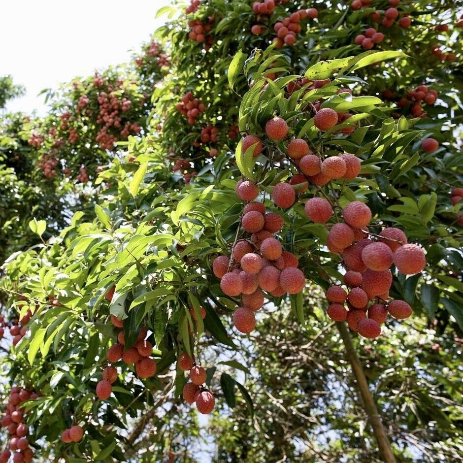 MAURITIUS LYCHEE/ LITCHI Tree
