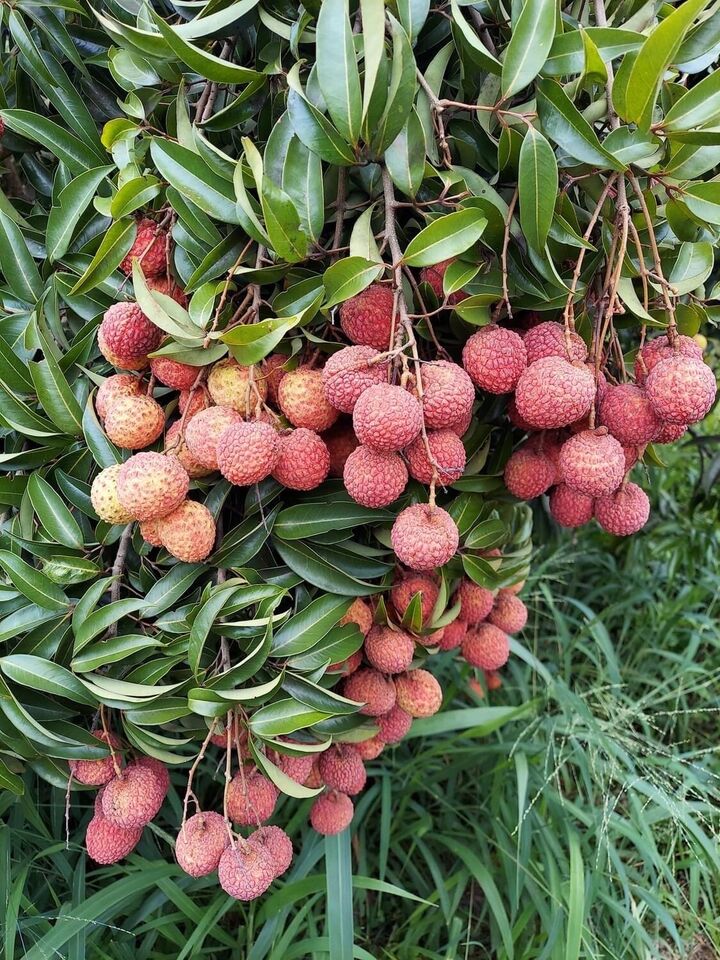 MAURITIUS LYCHEE/ LITCHI Tree