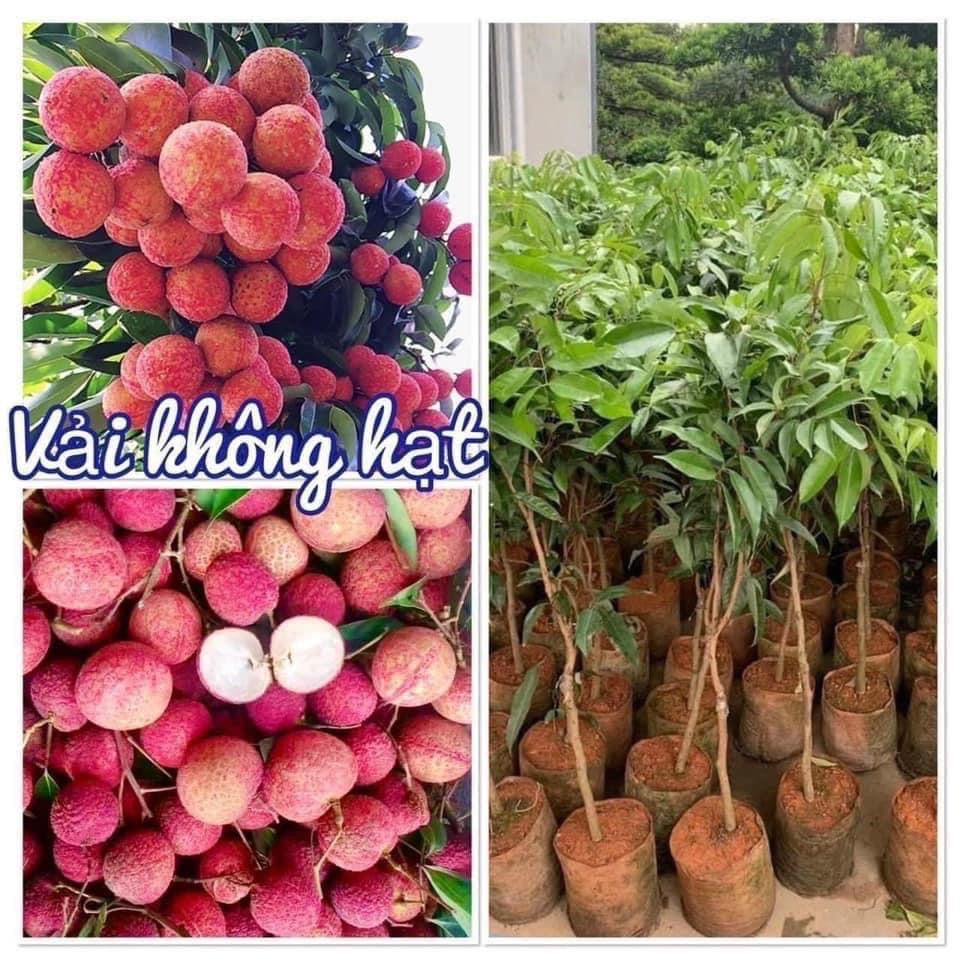 SEEDLESS LYCHEE Tree. Cây Vải Không Hạt