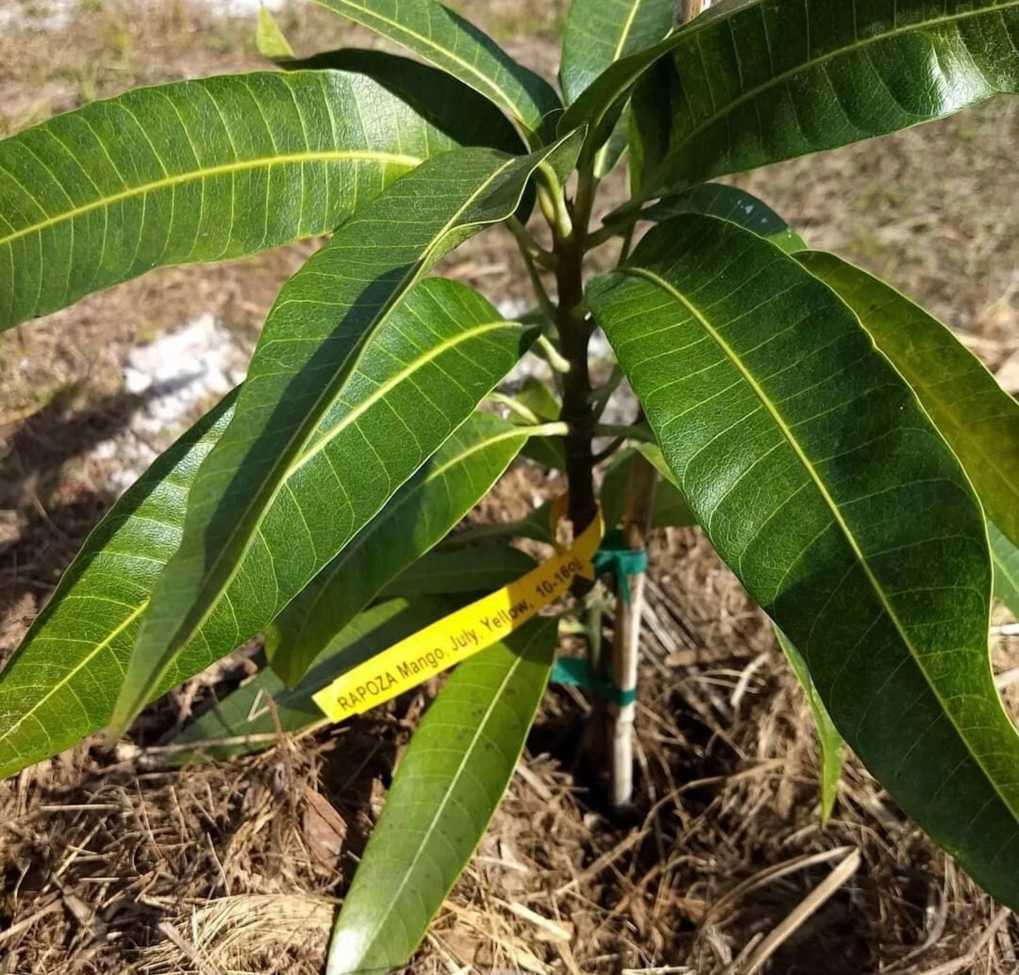 RAPOZA Mango Tree