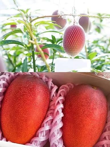 MIYAZAKI (Egg of the Sun)- Japanese Grafted MANGO Tree