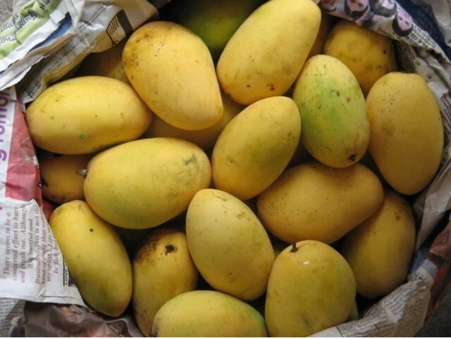 CHAUNSA Indian Mango Tree