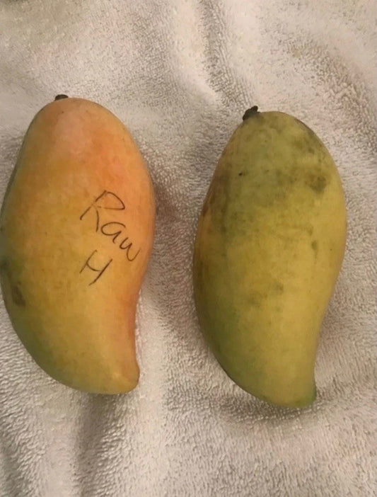 RAW HONEY Grafted Mango Tree