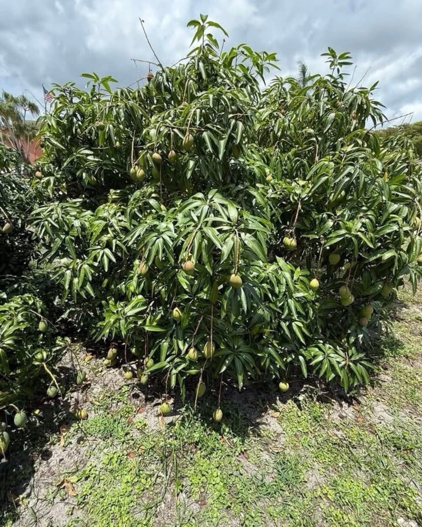 PICKERING Grafted Mango Tree