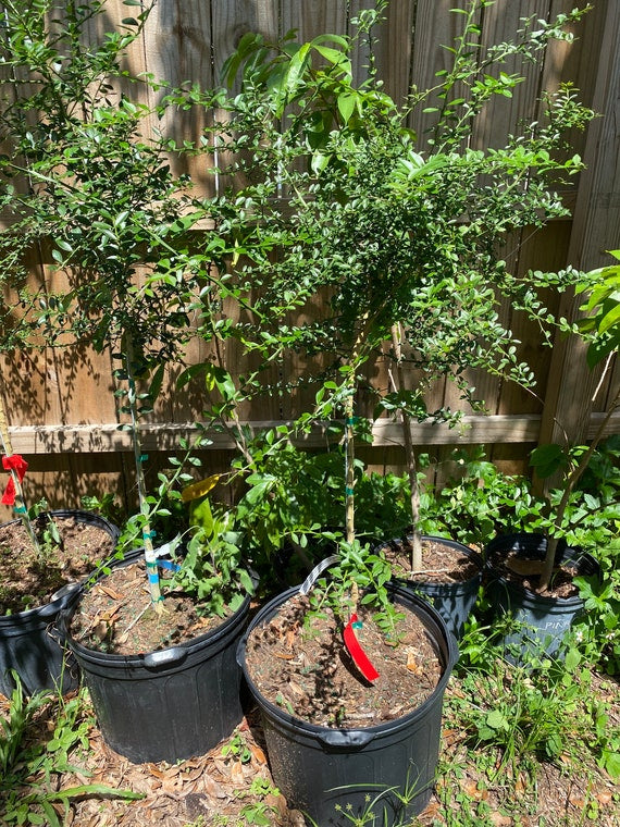 RED FINGER Lime 3-4ft Grafted Tree / Caviar Citrus/ Chanh ngón tay Hồng