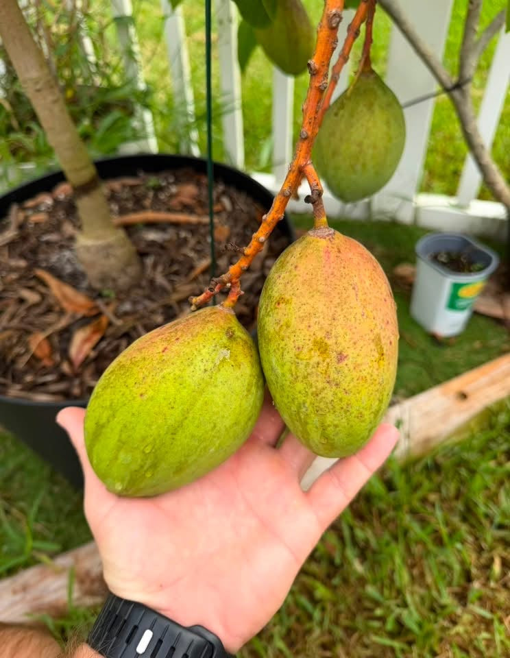 PICKERING Grafted Mango Tree